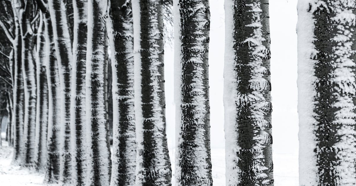 Where this row of frozen trees is placed? - Photography of Trees during Winter