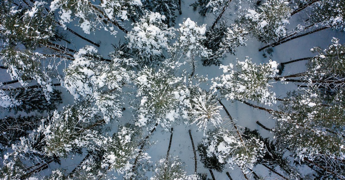 Where this row of frozen trees is placed? - White and Green Leaf Trees