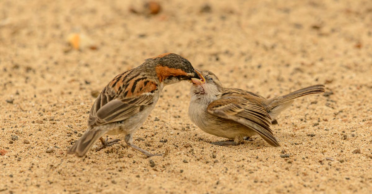 Where to eat Suzumebachi (Giant Sparrow Bee) in Japan? - Female sparrow feeding baby bird on sand