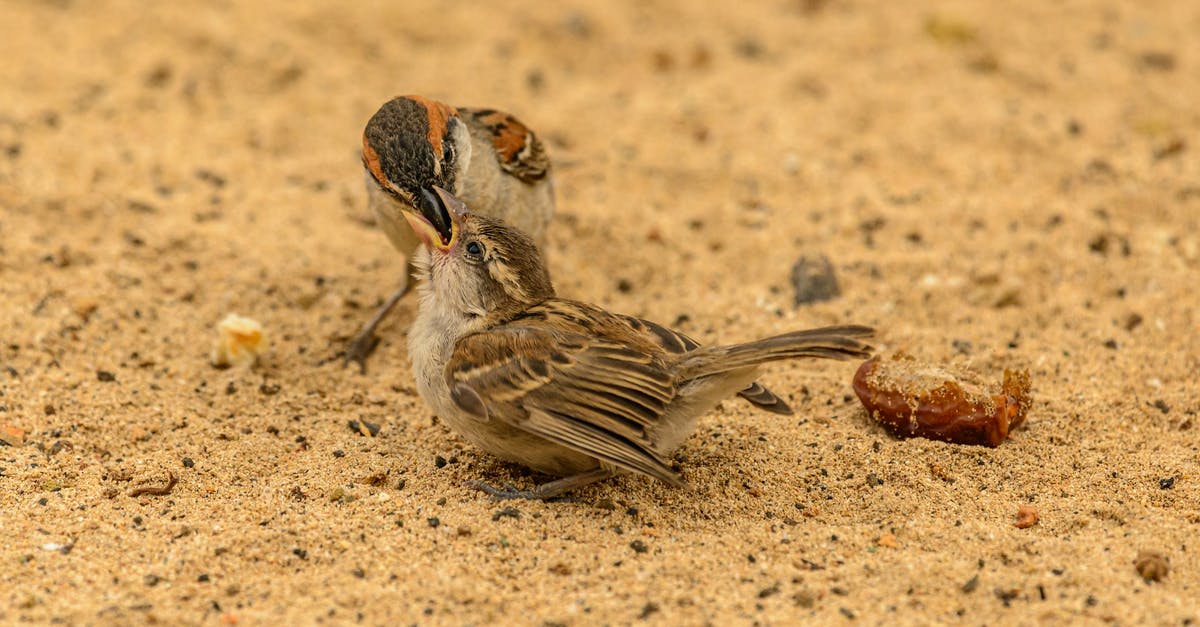 Where to eat Suzumebachi (Giant Sparrow Bee) in Japan? - Closeup of wild sparrow feeding slice of bread to small sparrow sitting on yellow sand