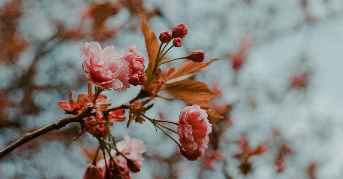 Where to find cherry blossom dates for Stockholm - Pink-petaled Flower In Bloom