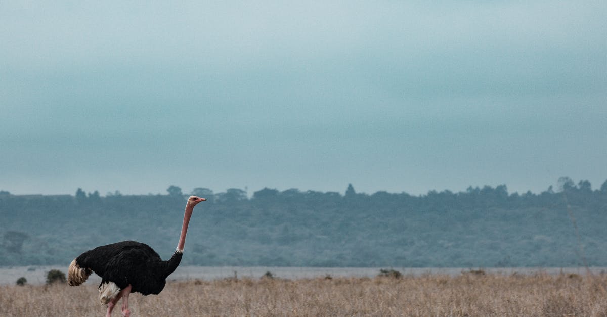 Where to find wilderness in Europe? - Ostrich Walking in Savanna Plateau