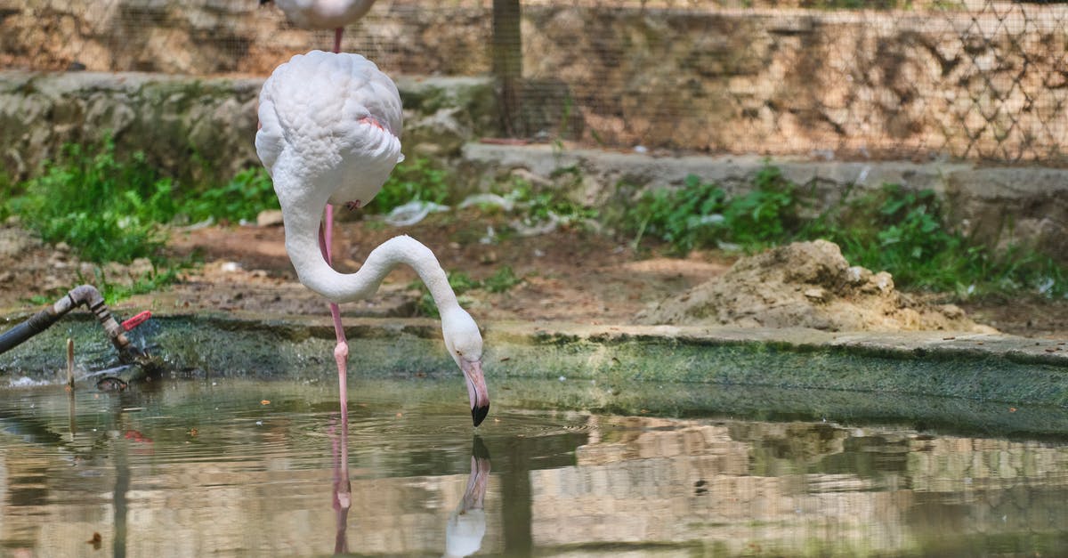 Where to get cheap drinking water in Cambodia? - beautiful flamingo birds at a water's edge