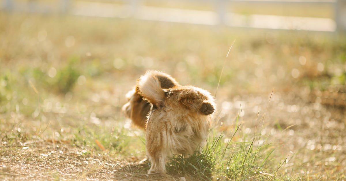 Where to pee in London? - Fluffy dog raising hind paw in enclosure