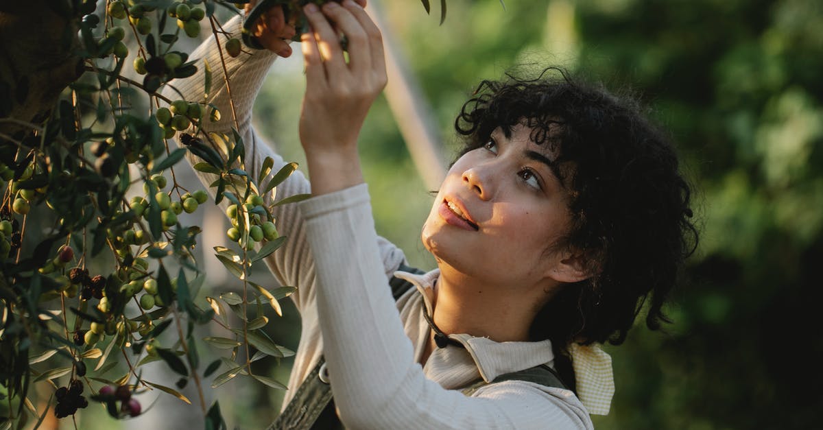 Where to pick up/drop off passengers in Toronto airport? - Ethnic farmer picking olives from tree on plantation