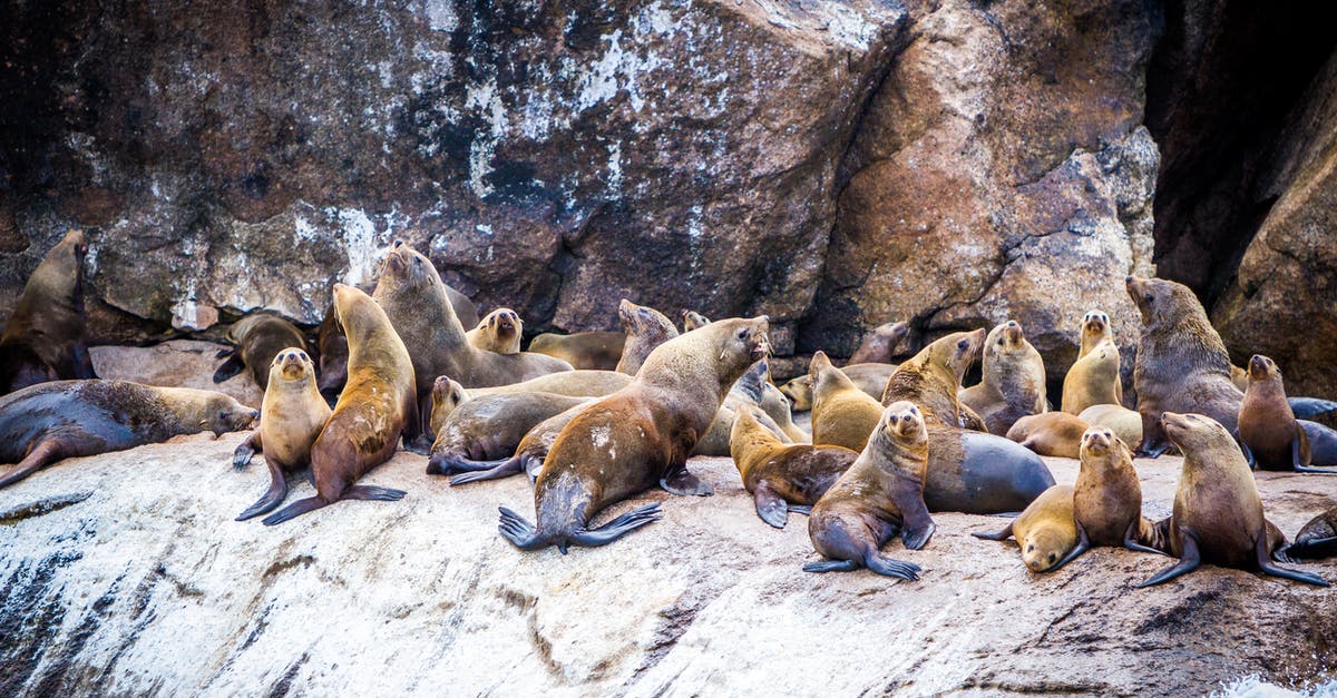 Where to see seals in the wild in The Netherlands? - Group of Sea Lion