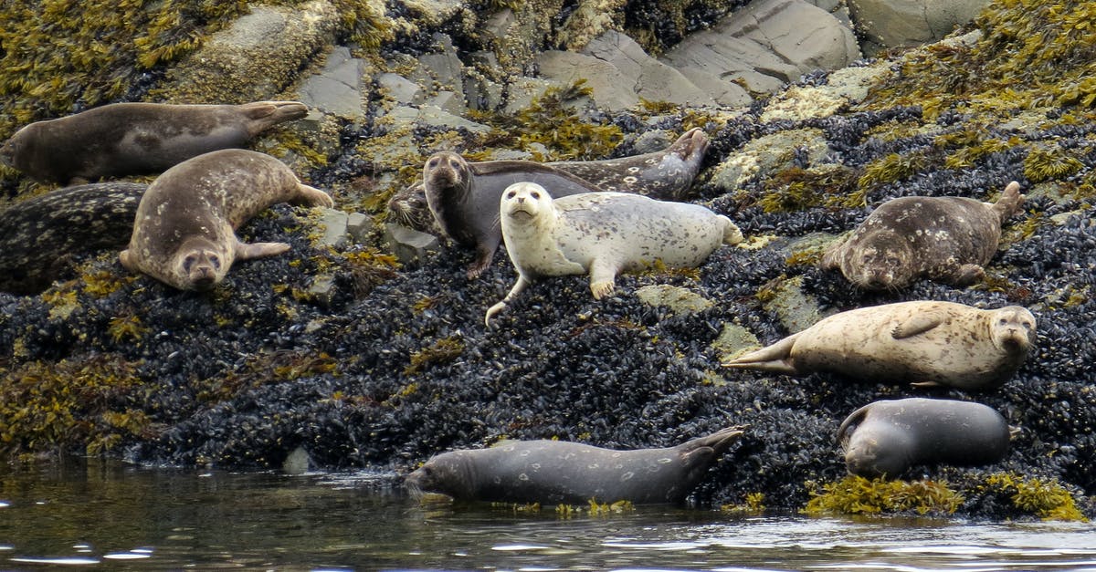 Where to see seals in the wild in The Netherlands? - Group of White and Black Seals on Rocky Shore