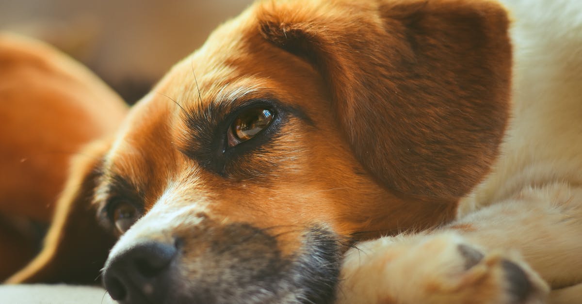 Where to sleep in the Salar of Uyuni? - Free stock photo of animal, canine, cute