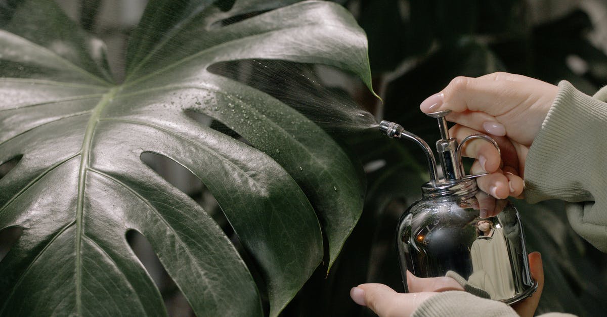 Which botanical gardens can I visit in Shanghai? - Person Holding Silver Bauble With Green Leaves