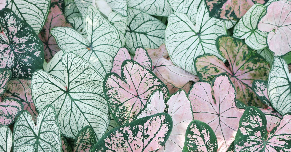 Which botanical gardens can I visit in Shanghai? - Photo of Leaves