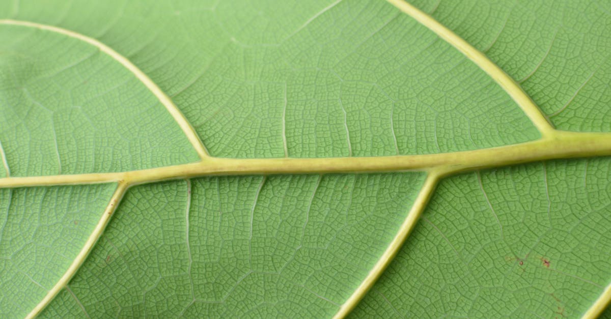 Which countries don't let foreigners leave during pandemics? [closed] - Textured surface of green leaf with veins