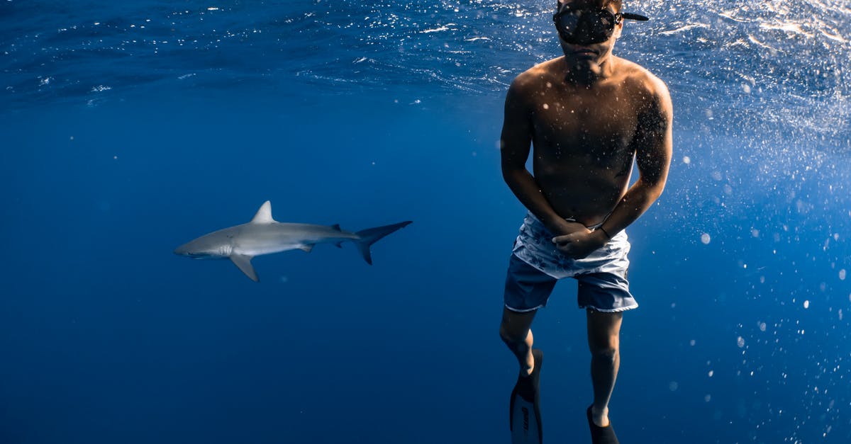 Which diving center in Thailand is providing shark diving in summer? - Man Swimming with Shark
