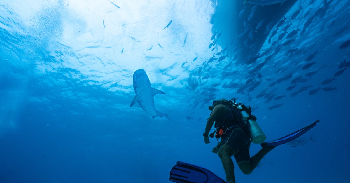 Which diving center in Thailand is providing shark diving in summer? - Shark near Diver under Water