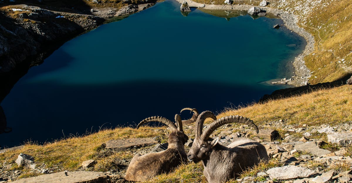 Which is the coldest lake in Austria during summer - Two Mountain Goats Sitting on a Green Grass Covered Slope Near Blue Lake