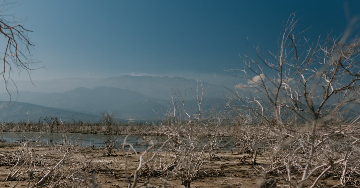 Which mountain has the highest death ratio of hikers? - Dry plants on shore of calm reservoir