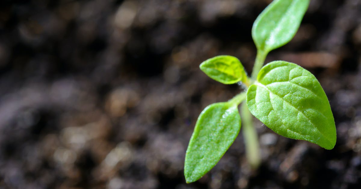 Which nations have specific laws that allow/ disallow ENTRY of shamanic ritual plants/ herbs such as Ayahuasca? [closed] - Closeup Photo of Sprout