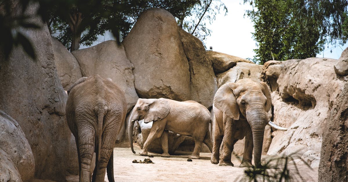 Who else to contact about missing luggage? - Three Elephants Walking on Sand