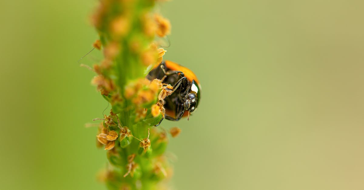 Why animal drugs don't need permission at airports? [closed] - Black and Orange Ladybug Perched on Yellow Flower in Close Up Photography
