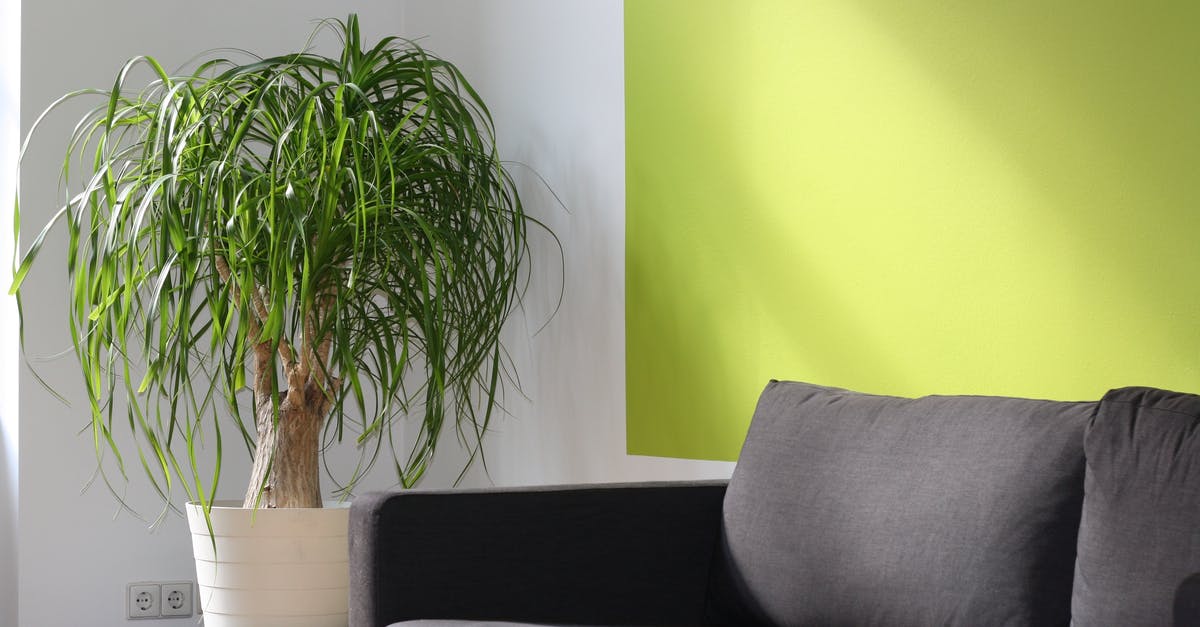 Why are there no seat belts on trains? - Green Leafed Plant on Pot Beside Sofa