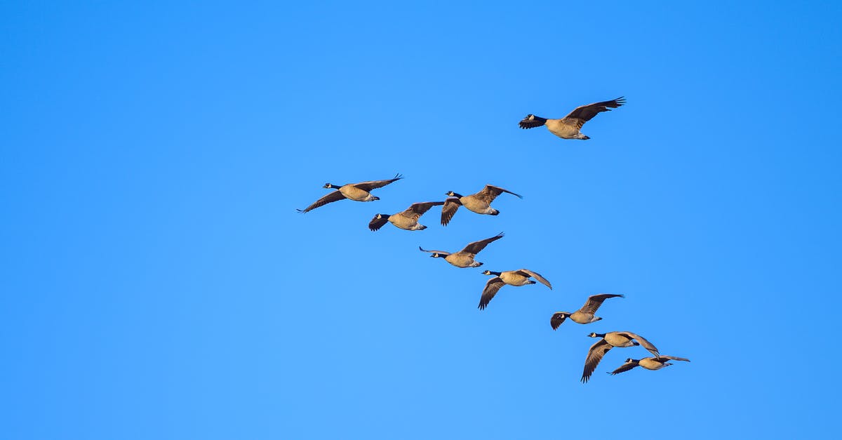 Why are there so many nonstop flights from London to Geneva? - Low angle of flock of wild Canada geese soaring in cloudless blue sky in daytime during migration season