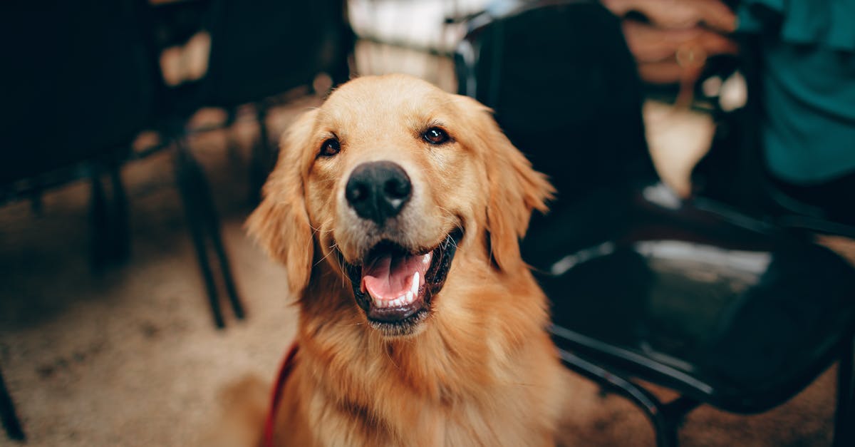 Why did the stewardess make me wait before disembarking? - Short-coated Tan Dog