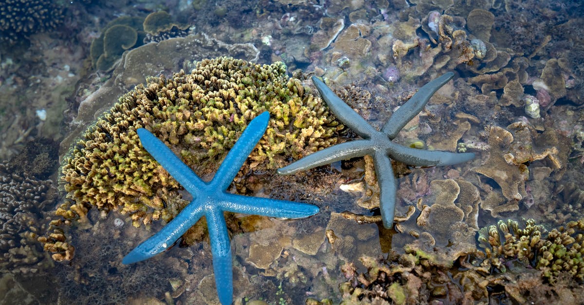 Why different fees for Vietnam Visa Approval Letters - High angle of bright and light blue Linckia laevigata sea stars on picturesque undersea coral reef