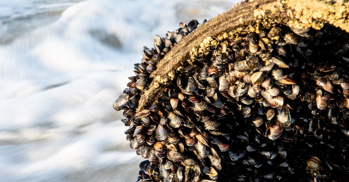 Why do some ferry checkins close so early? - Fresh Mussels on Rock