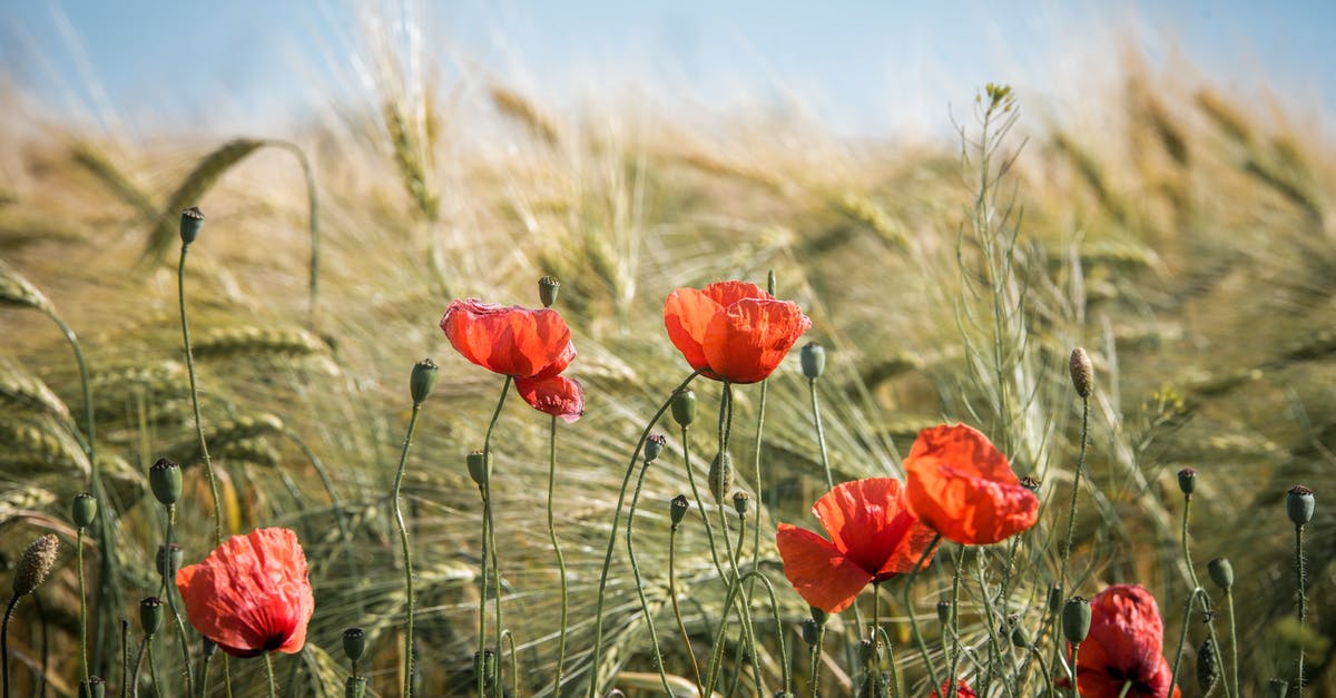 Why do some fields have no weeds? [closed] - Red Broad Petaled Flowers