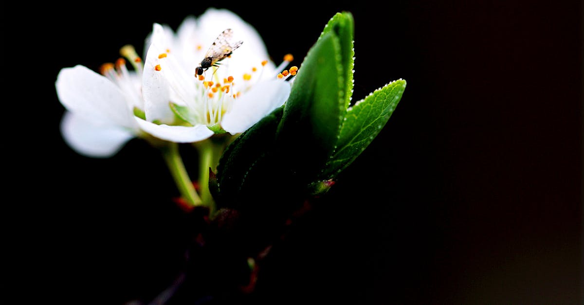 Why does China Eastern airlines still fly daily to Prague? [closed] - Macro Shot Photography of White Flower