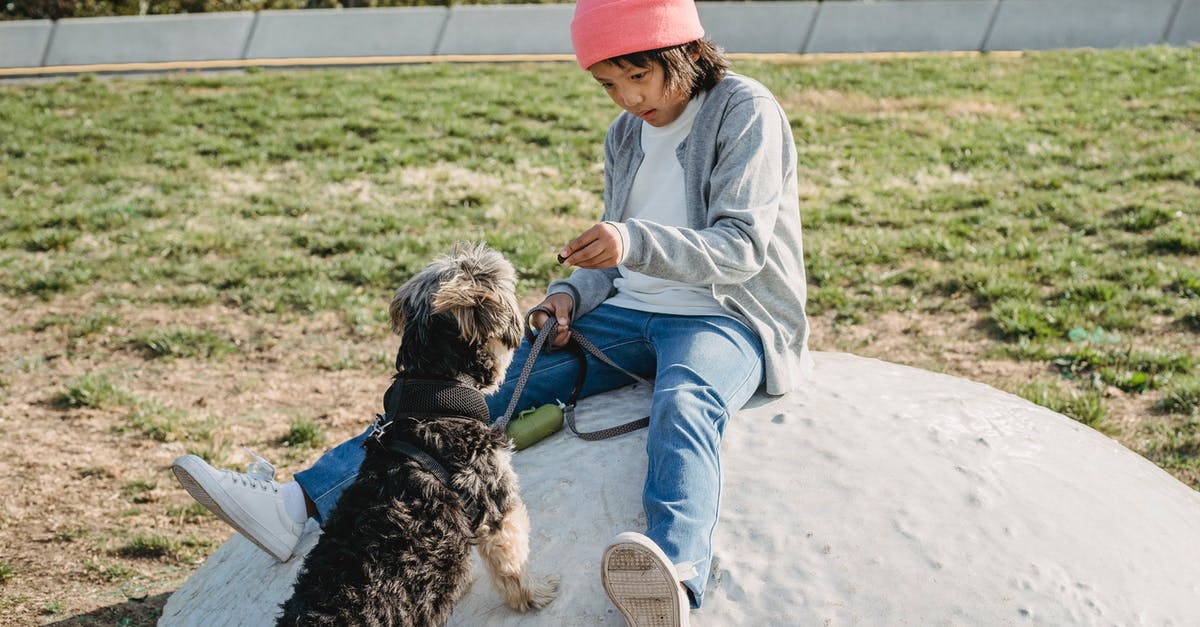 Why does Google Flights show train stations? - Attentive ethnic child in casual clothes taming Yorkshire Terrier on leash in city on sunny day