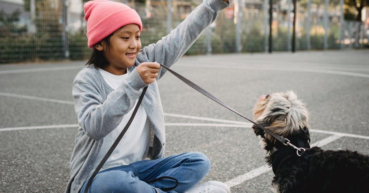 Why does Google Flights show train stations? - Smiling Asian boy training purebred dog on sports ground