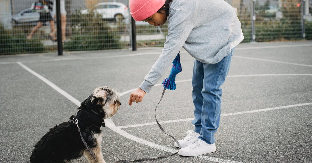 Why does Google Flights show train stations? - Side view of ethnic child in casual outfit training intelligent purebred dog on asphalt pavement in city