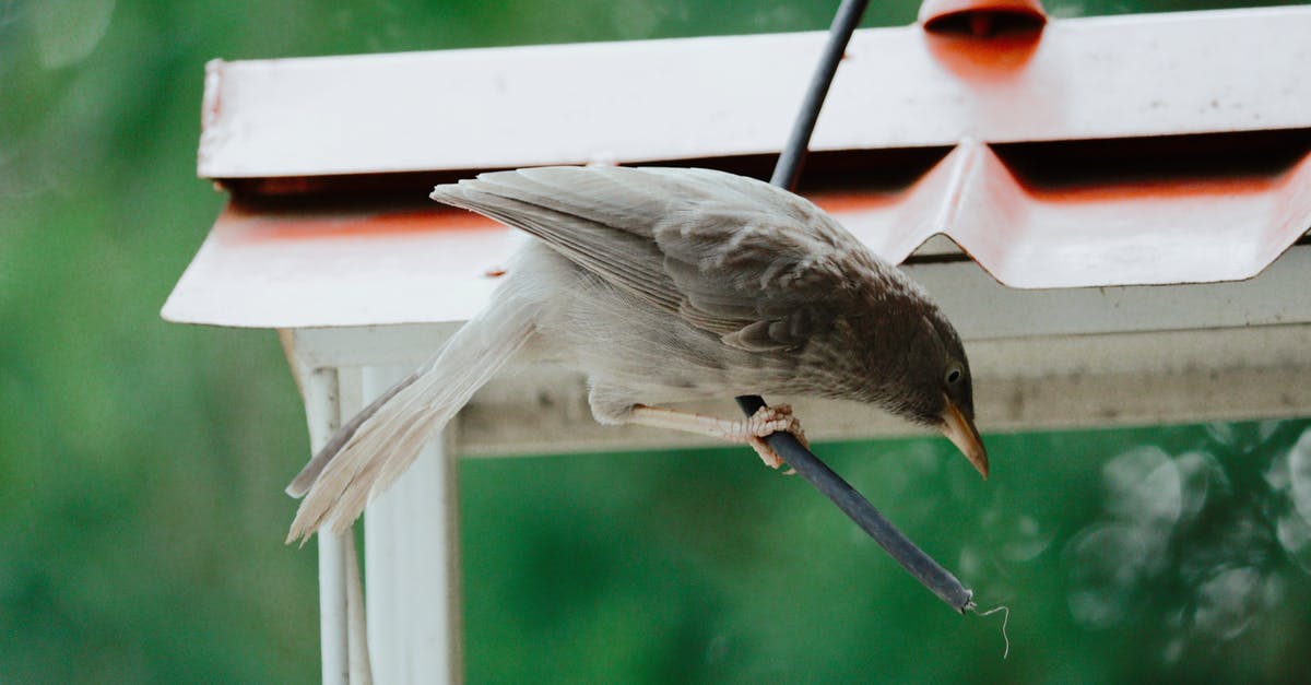 Why fly to JFK instead of EWR? [duplicate] - Brown and White Bird on Brown Wooden Fence