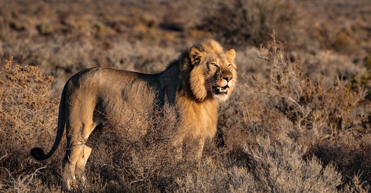 Why is it considered so dangerous to travel in South Africa? - Photo of Lion on Grass Field