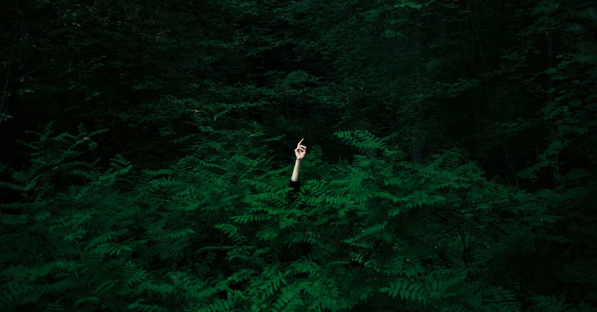 Why is the moon hiding from me? - Unrecognizable Hiding Person Stretching Hand From Between Ferns in Woods