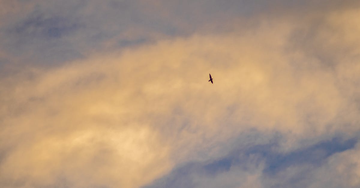 Why is the required amount for EU VAT refund so high and it must come from a single shop? [closed] - From below of wild bird soaring over white clouds on sky at sundown