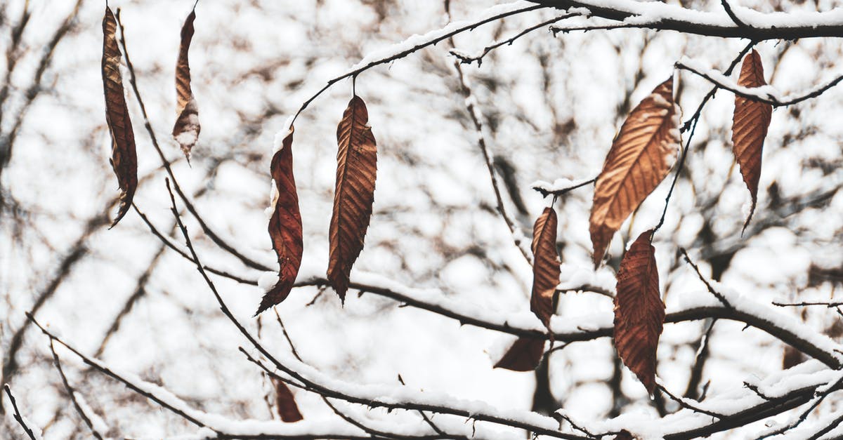 Why ITA Matrix is failing so much last months? - Close-up of the Last Brown and Dry Leaves Hanging on a Tree in Autumn 