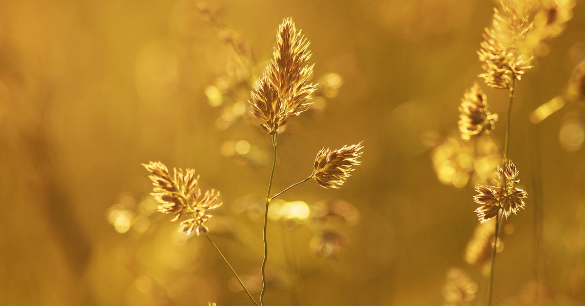 Why was a photo taken of my passport? - Close-up of Wheat Plant during Sunset