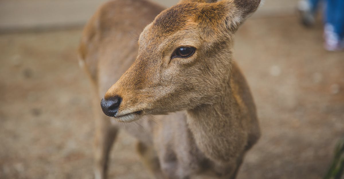 Why was my reservation lowered? - Calm young roe deer standing on dry grass near camera and looking away in natural sanctuary