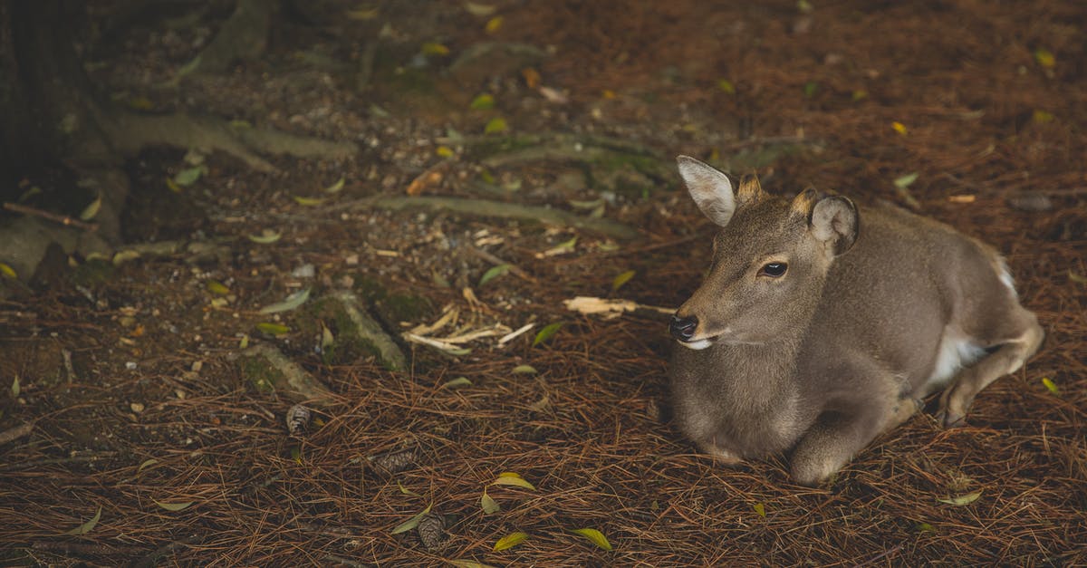 Why was my reservation lowered? - Full length cute young roe deer resting on dry grass in wild nature and looking away attentively