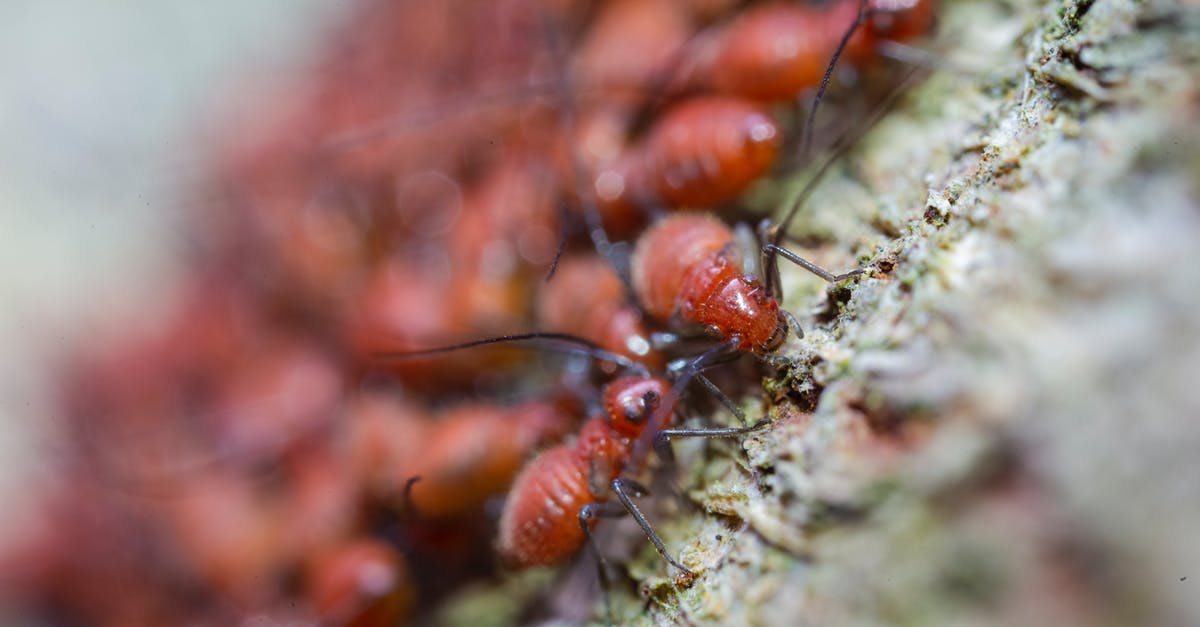 Why would cockroaches and other pests thrive in a hotel? [closed] - Brown Ants on Green Surface