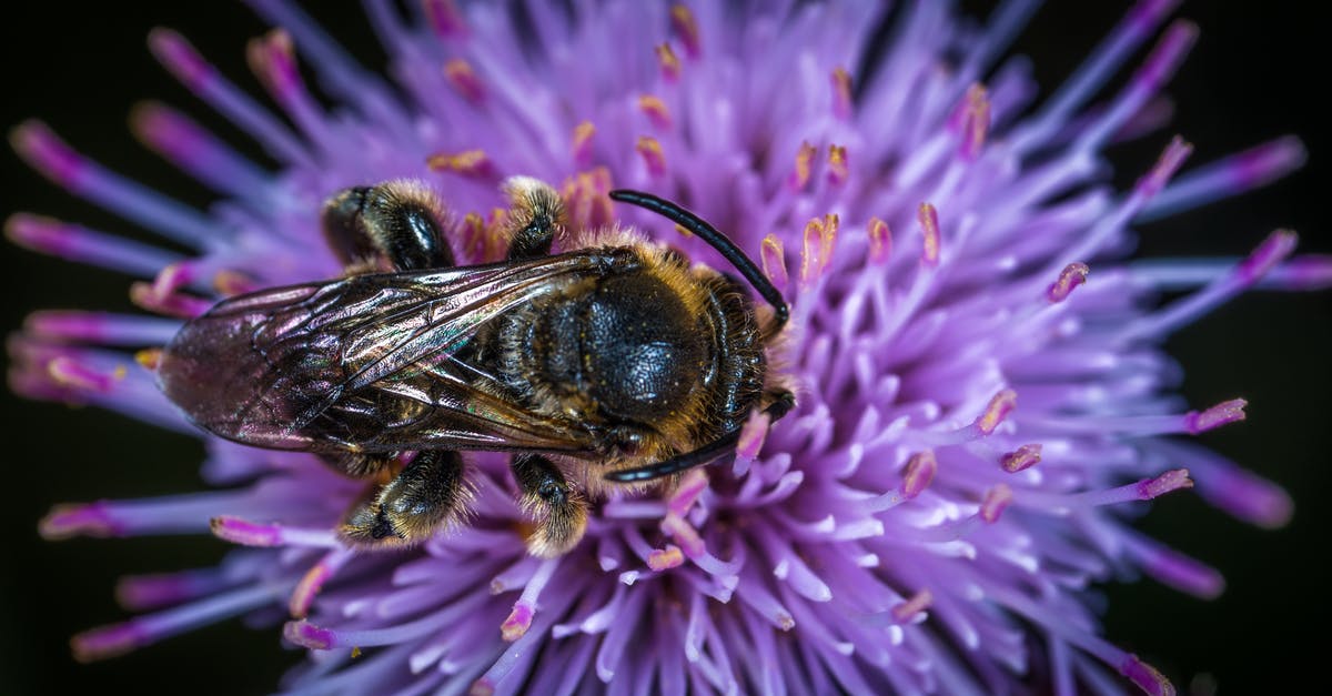 Will Lufthansa fly to Belarus from Germany? [closed] - Black and Yellow Honey Bee on Purple Clustered Flower