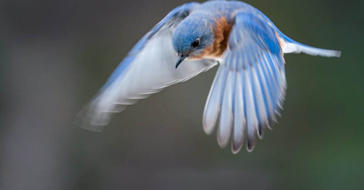 Will Lufthansa fly to Belarus from Germany? [closed] - Closeup of small bright bird from thrush family with spread wings flying and looking down