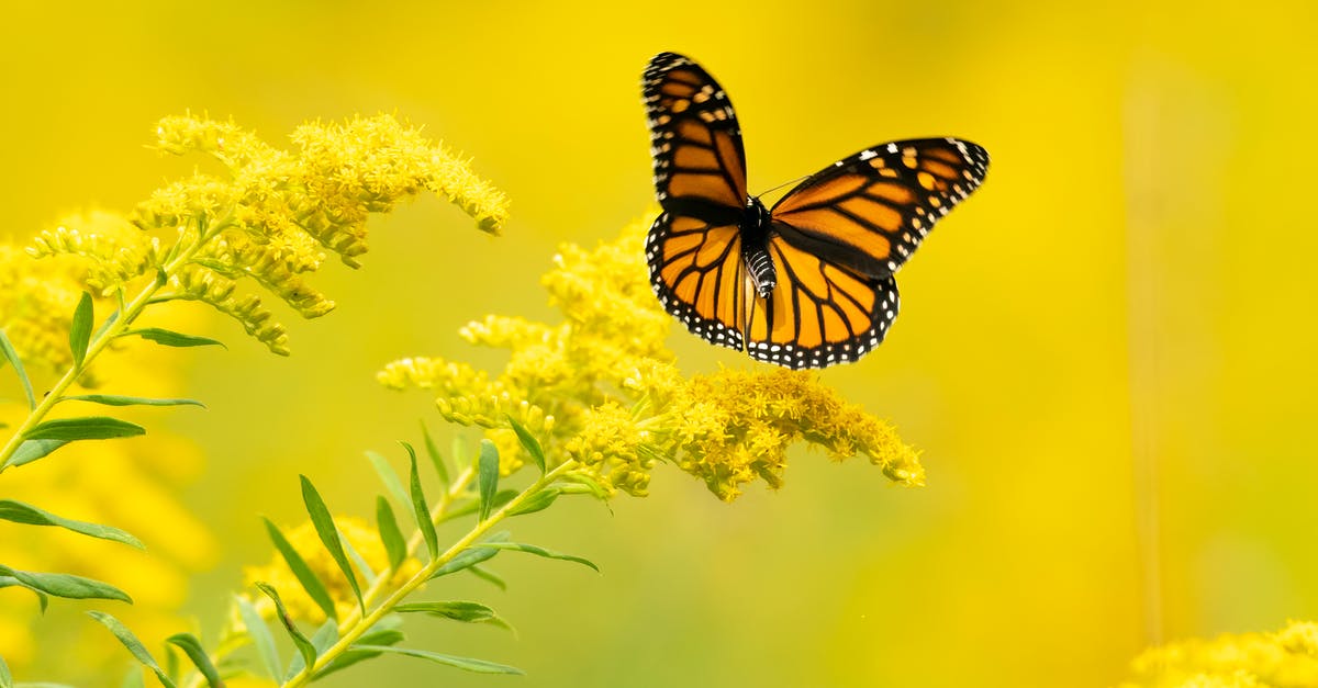 Will my baggage be checked through when flying Japan-China-US? [closed] - Monarch Butterfly