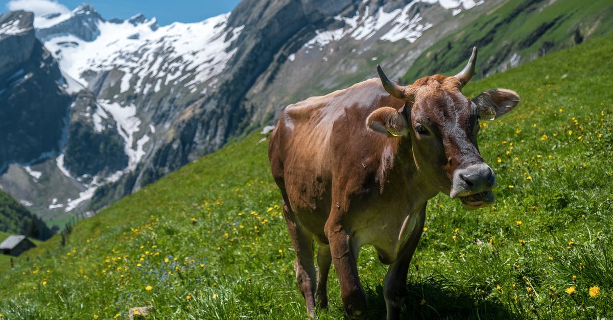Windsurfing in Switzerland (or nearby areas) - Brown Cow on Green Grass Field