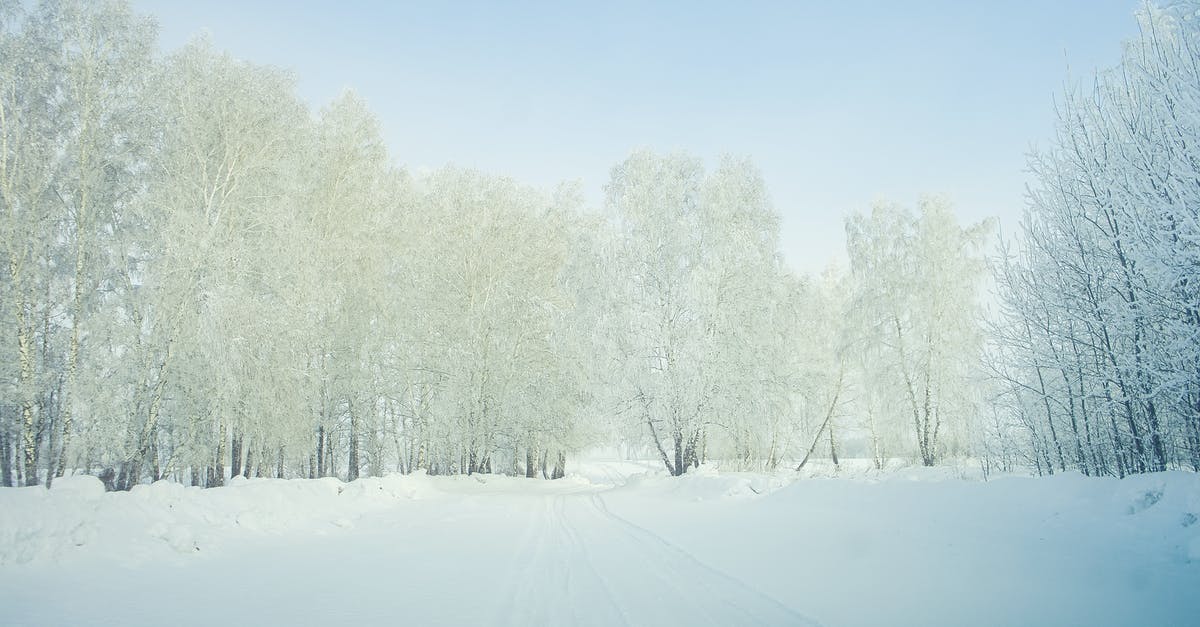 Winter / snow tires in Denmark for March - Trees Covered on Snow 