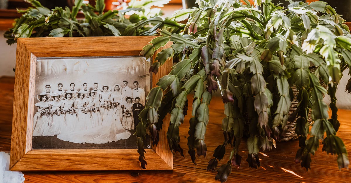 Wonky passport photo - Green Plant on Brown Wooden Table