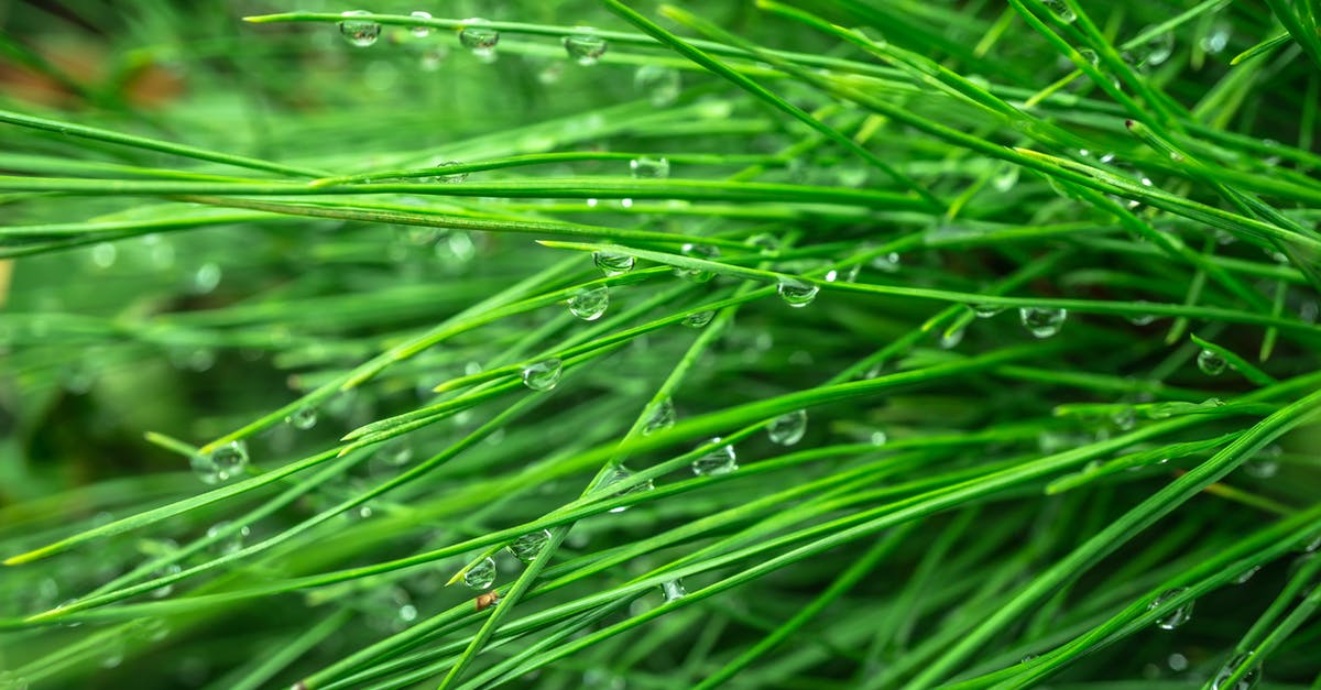 Would it rain in Florida during thanksgiving? [duplicate] - Water Dew on Grasses