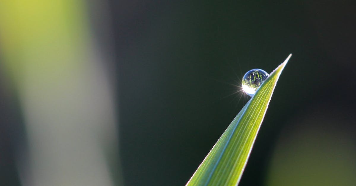 Would it rain in Florida during thanksgiving? [duplicate] - Selective Focus Photography of Leaves With Water Drop