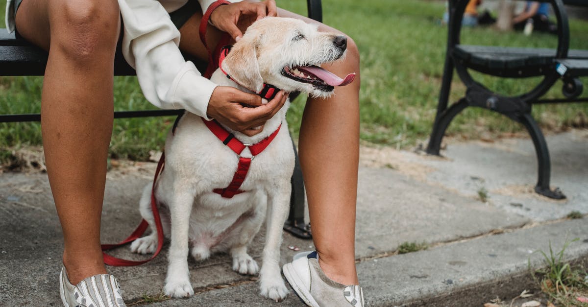 Zermatt to Breuil-Cervinia by short path - Crop ethnic woman petting dog in park